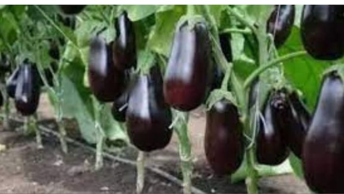 शीतलहर से फसल को बचाने के लिए करें ये उपाए. (सांकेतिक फोटो)