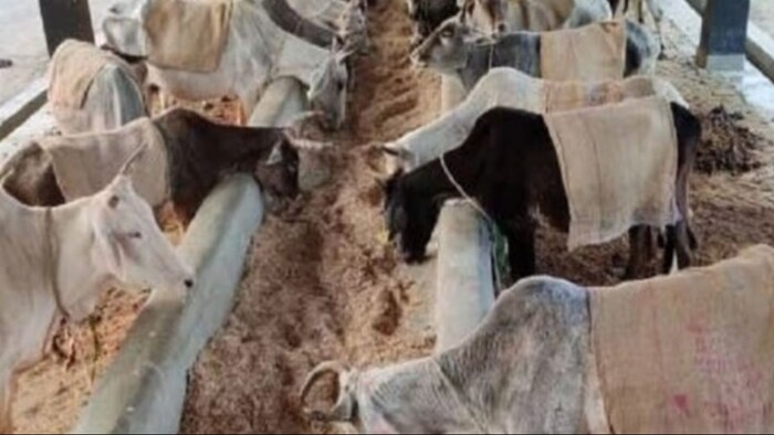 ठंड से मवेशियों को बचाने के लिए कौन- कौन से करें उपाए. (सांकेतिक फोटो)