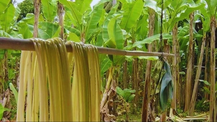 केले के रेशे से बनेंगे कपड़े