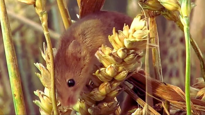 ऐसे रखें चूहों को खेतों से दूर
