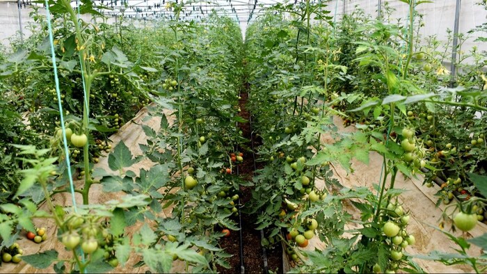 टमाटर की खेती में लगे झुलसा रोग तो क्या करें किसान.