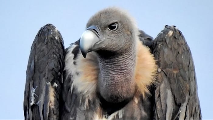 गिद्ध विलुप्ति के कगार पर, फोटो सौजन्य से VCBC