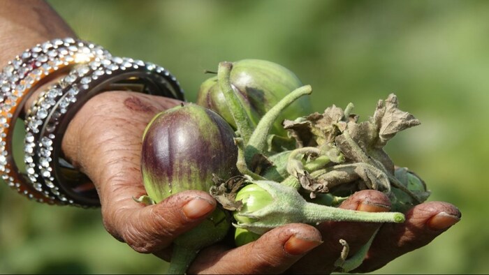 पाले से फसलों को नुकसान
