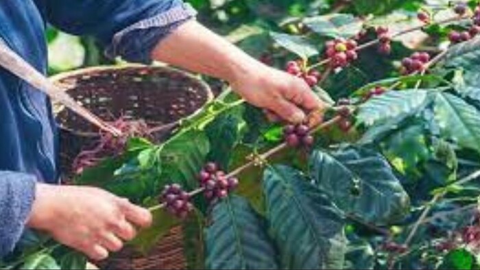 बारिश से कॉफी उत्पादन हो सकता है प्रभावित. (सांकेतिक फोटो)