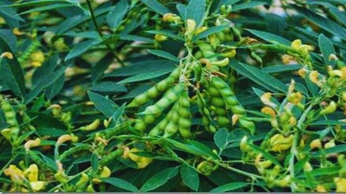 दलहनी फसलों पर रोग का खतरा