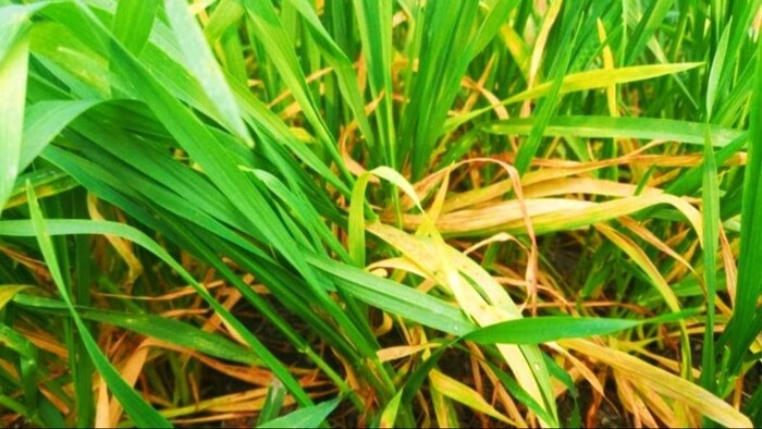 गेहूं की पत्तियों में पीलापन समस्या