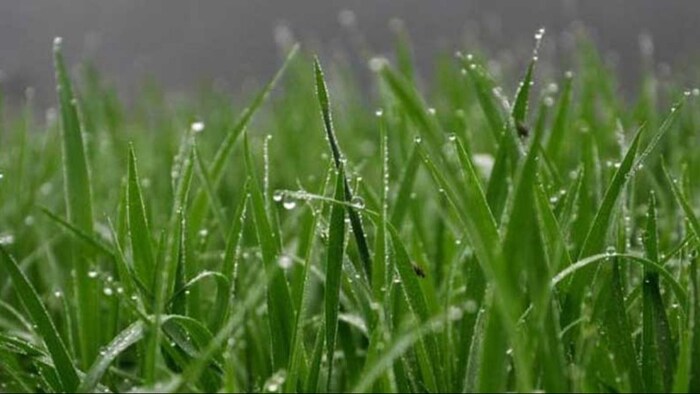 हल्की बारिश के इंतज़ार में किसान