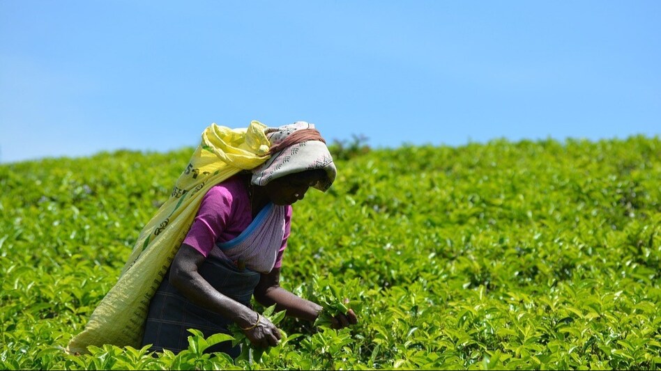 छोटे चाय किसानों की वित्तीय मुश्किलें दूर करेगी सरकार, बड़ी चाय कंपनियों पर निर्भरता खत्म करने की योजना  छोटे चाय किसानों की वित्तीय मुश्किलें दूर करेगी सरकार, बड़ी चाय कंपनियों पर निर्भरता खत्म करने की योजना