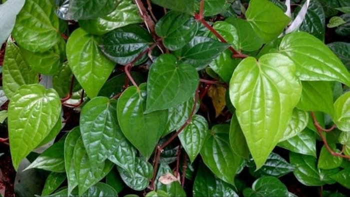 घर पर करें पान की खेती