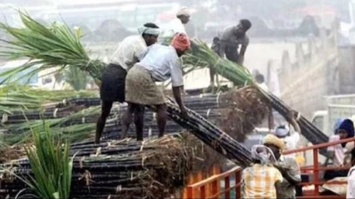 सूखे की मार से कम हुआ गन्ना उत्पादन, क‍िसानों और चीनी म‍िलों दोनों पर संकट 