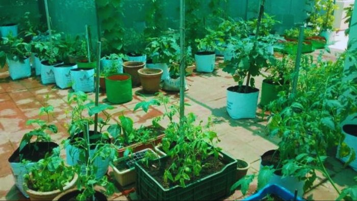 बागवानी करने पर किसानों को 37000 रुपये दे रही है बिहार सरकार