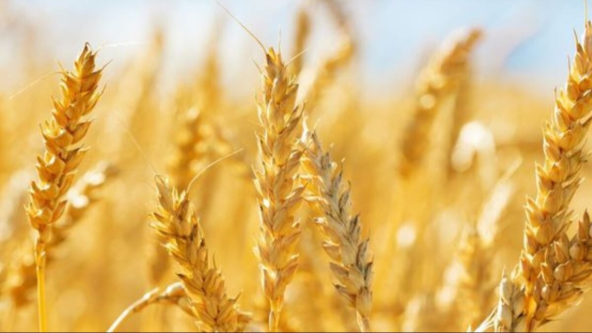 ठंड और शीतलहर से पंजाब-हरियाणा के किसान खुश, गेहूं के बंपर पैदावार की जगी उम्मीद