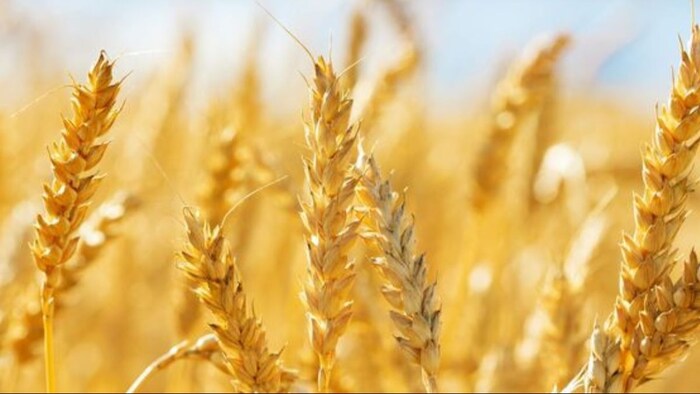 गेहूं की फसलों के लिए ठंड जरूरी