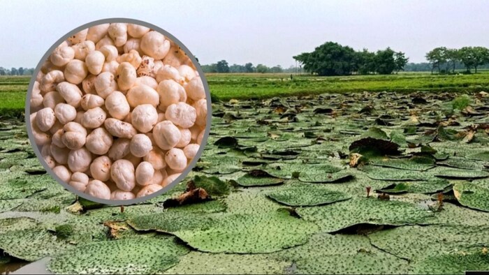 मखाने की ये किस्म भारत में है सबसे लोकप्रिय