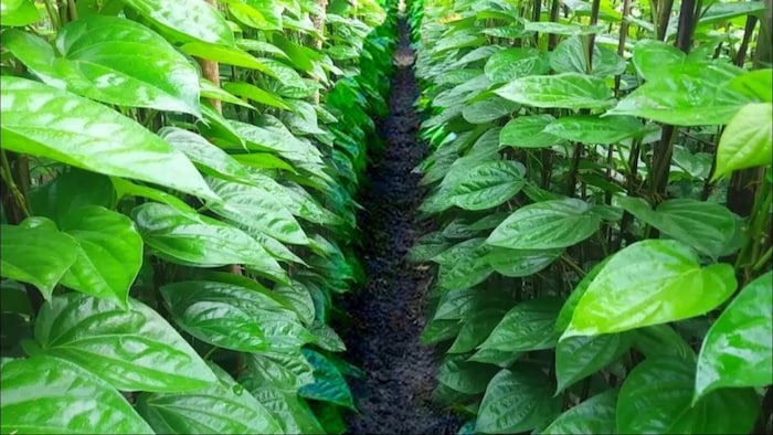 बरेठा के बिना मुश्किल है पान की खेती, जानें क्यों