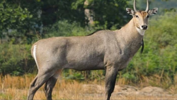 जंगली पशुओं और नीलगायों से फसल बचाने के लिए इस मशीन का इस्तेमाल बढ़ा