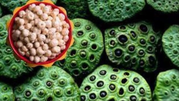 मखाने की भी होती है सीधी बुवाई