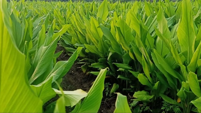 Turmeric Cultivation