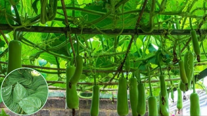 पान के साथ करें इन सब्जियों की खेती