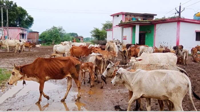 सर्दियों में दुधारू पशुओं में बढ़ जाता है इस बीमारी को खतरा
