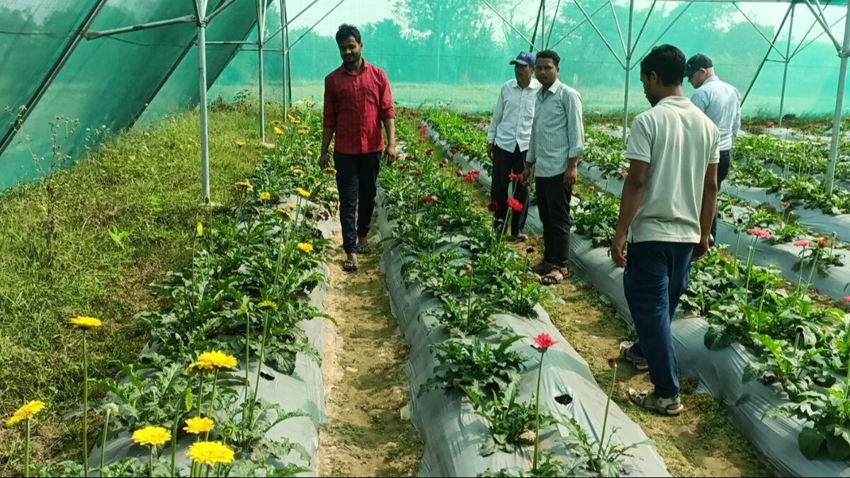 फूलों की खेती कर कमा रहे मुनाफा