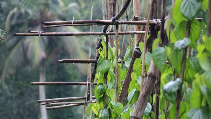 पान की खेती के लिए जरूरी टिप्स