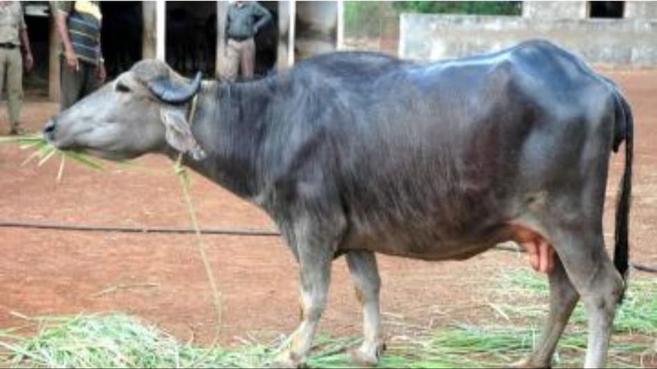 ये है गुजरात की मशहूर सुरती भैंस, एक ब्यांत में देती है 1667 किलो दूध ये है गुजरात की मशहूर सुरती भैंस, एक ब्यांत में देती है 1667 किलो दूध