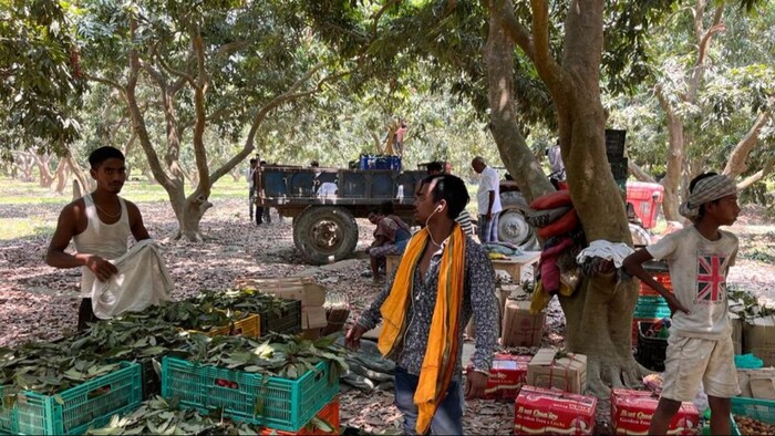 दरभंगा एयरपोर्ट से लीची भेजने को लेकर किसानों की विशेष मांग