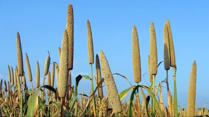 केवल 280 रुपये में खरीदें बाजरे का डेढ़ किलो बीज