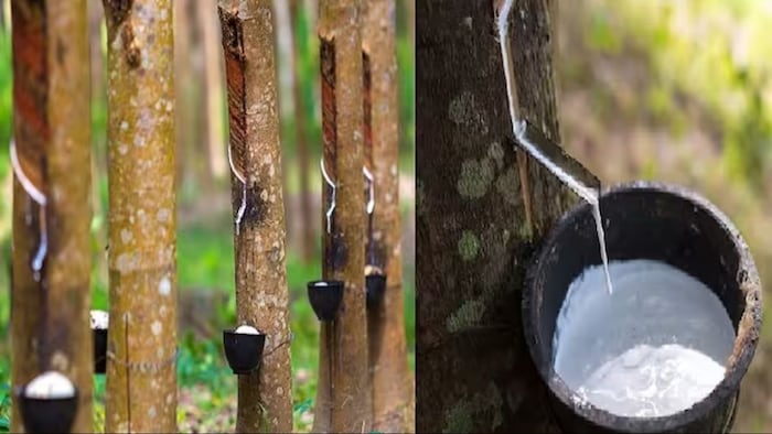 भारत में प्राकृतिक रबड़ का सबसे अधिक उत्पादन किस राज्य में होता है