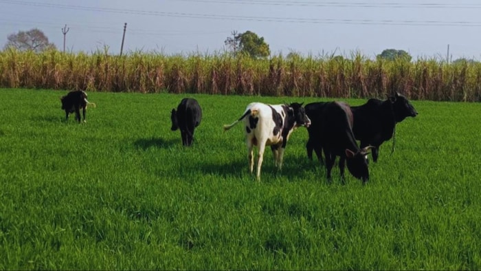अब छुट्टा पशु और जंगली जानवरों से नहीं होगा आपके फसलों को नुकसान