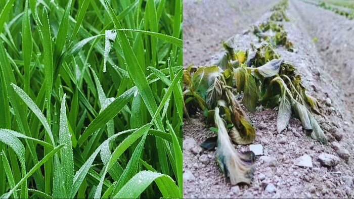 गेहूं के लिए फायदेमंद तो आलू के लिए घातक है शीतलहर और बारिश