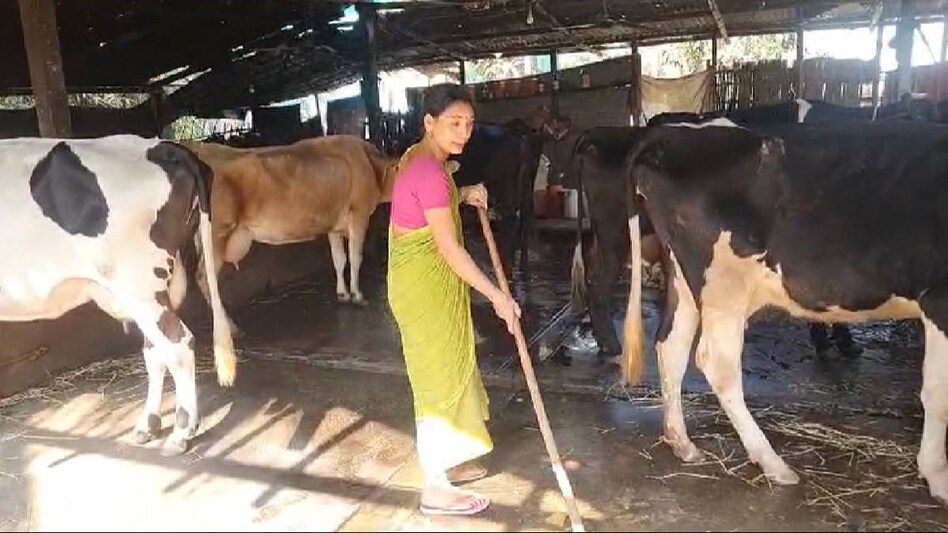 गोवंश बढ़ाने के लिए कैटल ब्रीडर को बिना ब्याज मिलेंगे 50 हजार रुपये, अमित शाह करेंगे शुरुआत गोवंश बढ़ाने के लिए कैटल ब्रीडर को बिना ब्याज मिलेंगे 50 हजार रुपये, अमित शाह करेंगे शुरुआत