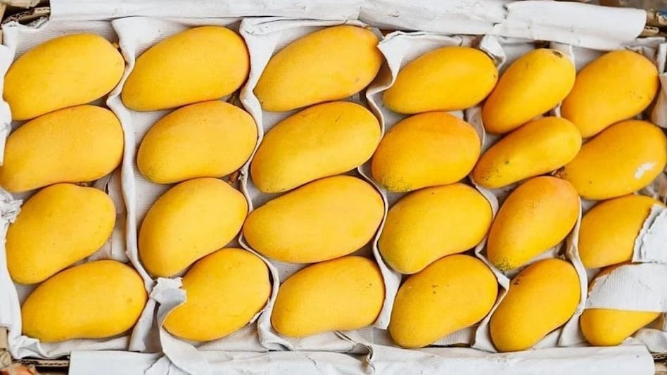 Mango Export: यूपी के आम की भरपूर मिठास इस बार विदेशों तक पहुंचेगी, 100 मीट्रिक टन निर्यात का लक्ष्य Mango Export: यूपी के आम की भरपूर मिठास इस बार विदेशों तक पहुंचेगी, 100 मीट्रिक टन निर्यात का लक्ष्य