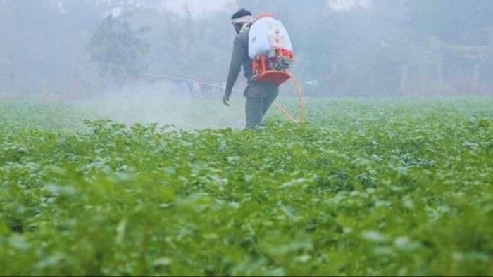 उत्तर भारत में पाला से आलू, सरसों और पालक फसल पर खतरा