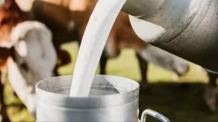 दूध उत्पादन में भारत विश्व में पहले स्थान पर है.