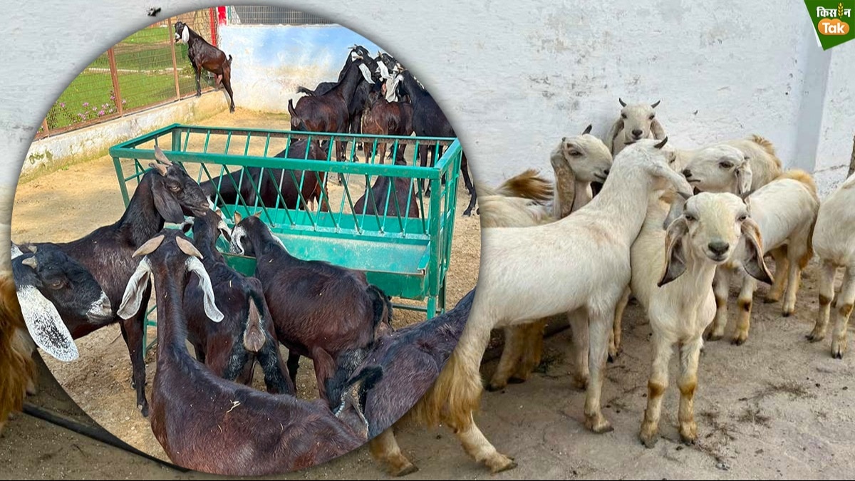 Goat Farming: दूध और ज्यादा बच्चों के लिए इन दो खास नस्ल के बकरे-बकरियों की बढ़ रही डिमांड