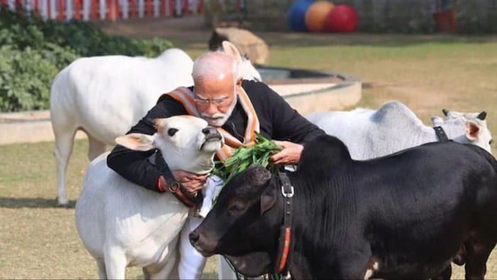 पीएम मोदी ने गाय को खिलाया चारा