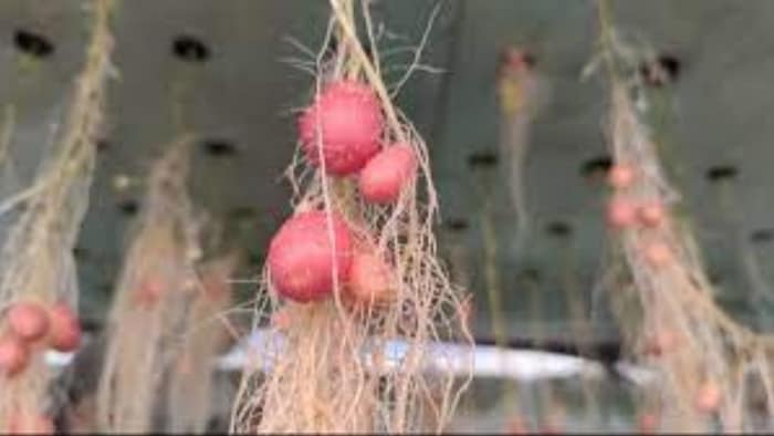 आलू की नई किस्म विकसित. (सांकेतिक फोटो)