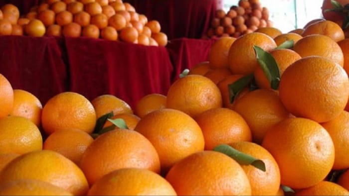 पंजाब में किन्नू का बंपर उत्पादन. (सांकेतिक फोटो)