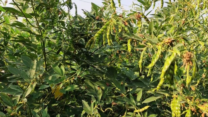 अरहर की फसल में लगने वाले रोग. (सांकेतिक फोटो)