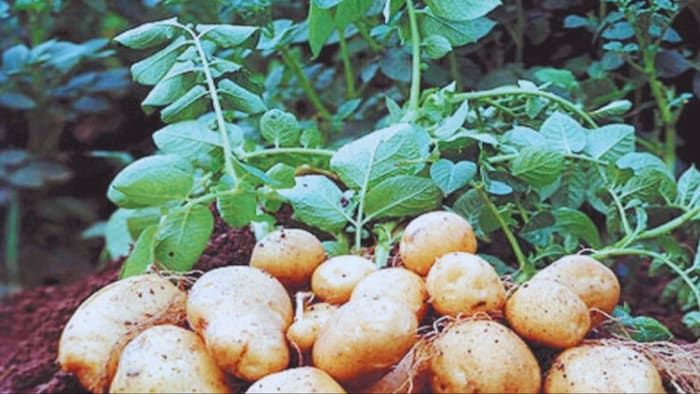 Potato Farming