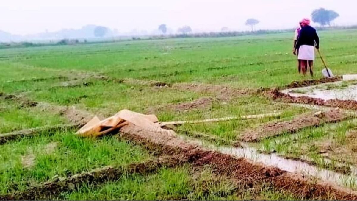 आर्टिफिशियल इंटेलिजेंस से बदलेगी खेती, कम खर्च में अधिक होगा मुनाफा - Farming will change with Artificial Intelligence there will be more profits with less expenditure -