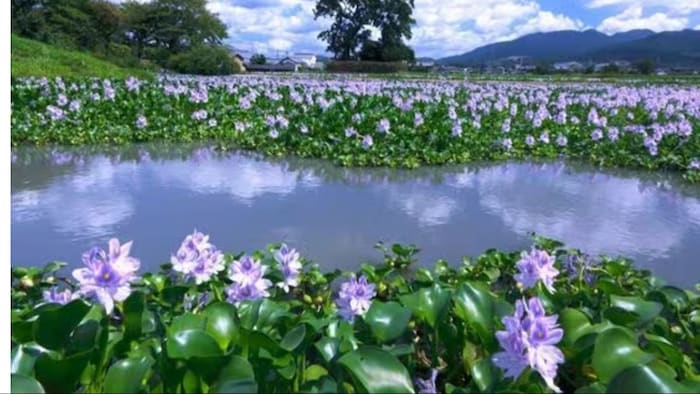 जलकुंभी के स्वास्थ्य लाभ