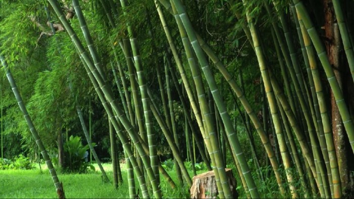 Sweet bamboo will increase the income of farmers