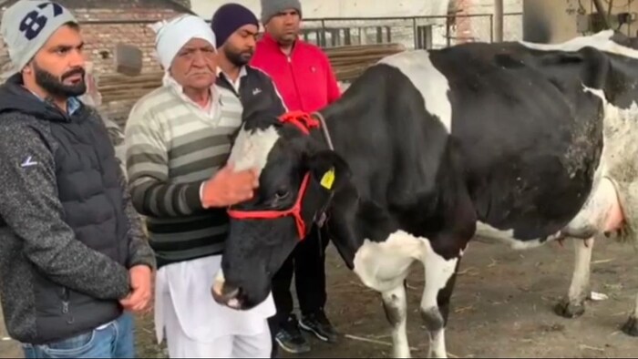 Karnal's cow 'Shakira'