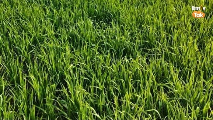 गेहूं की खेती करने वाले किसानों के लिए एडवाइजरी जारी.