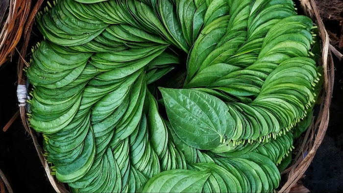 पान के पत्तों को सुरक्षित रखने का तरीका