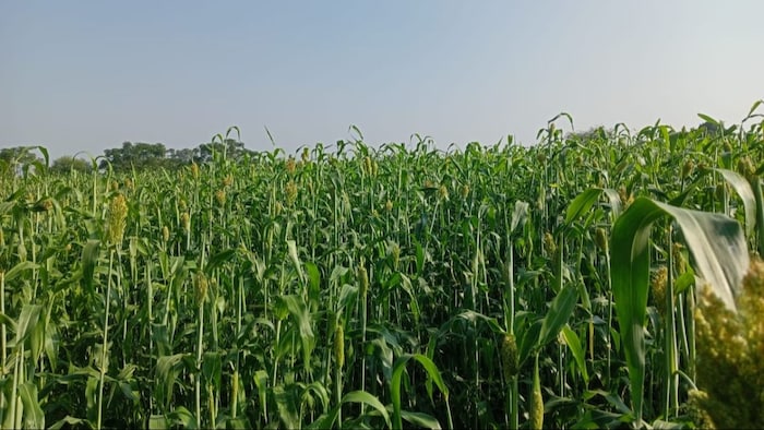 ज्वार की बुवाई ने पकड़ी रफ्तार