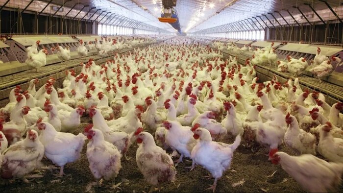 पशुपालकों के लिए जरूरी सलाह